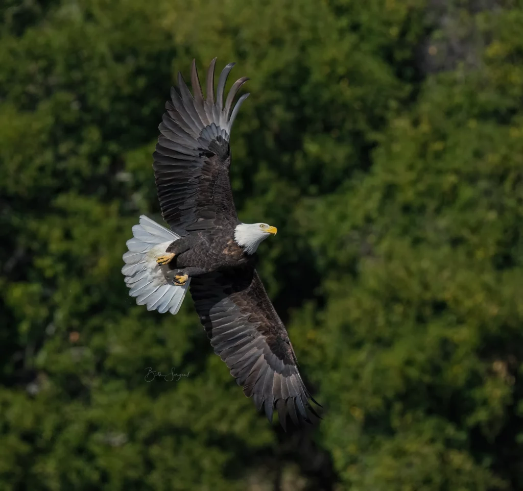 Bald Eagle Fly By Beth Sargent