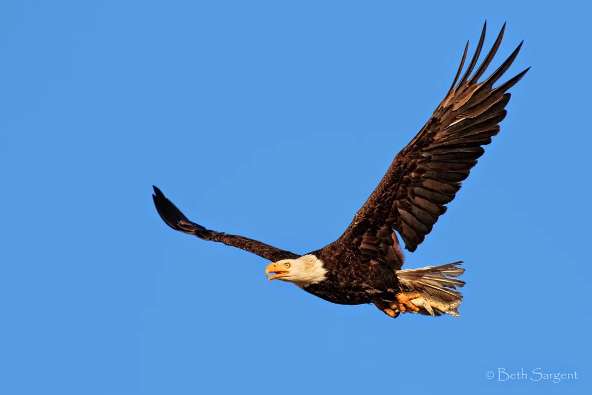 Eagle Hard Flight By Beth Sargent