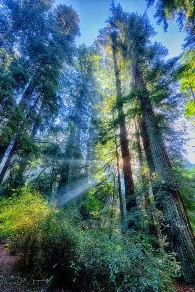 Light Through Tall Trees By Beth Sargent