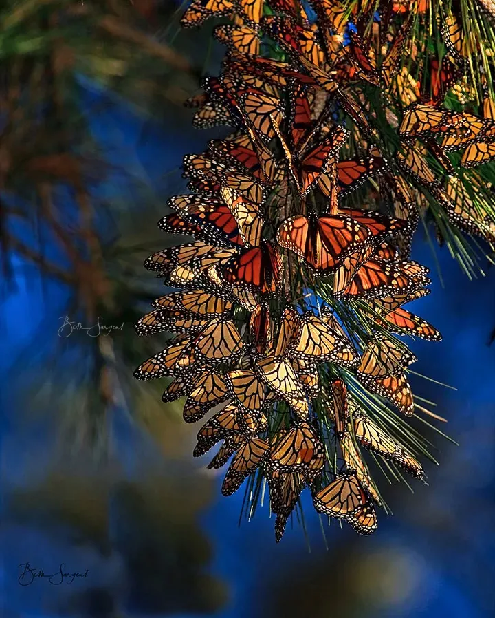 Monarch Cluster By Beth Sargent