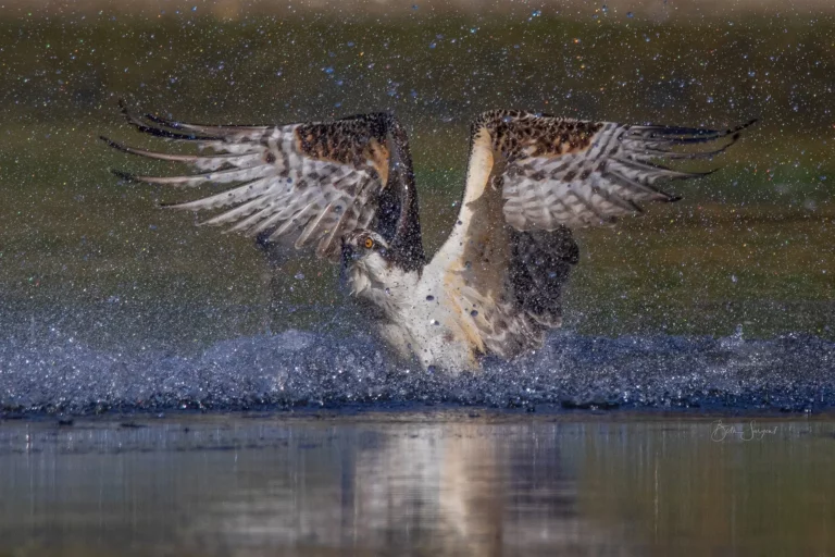 Osprey Slash By Beth Sargent