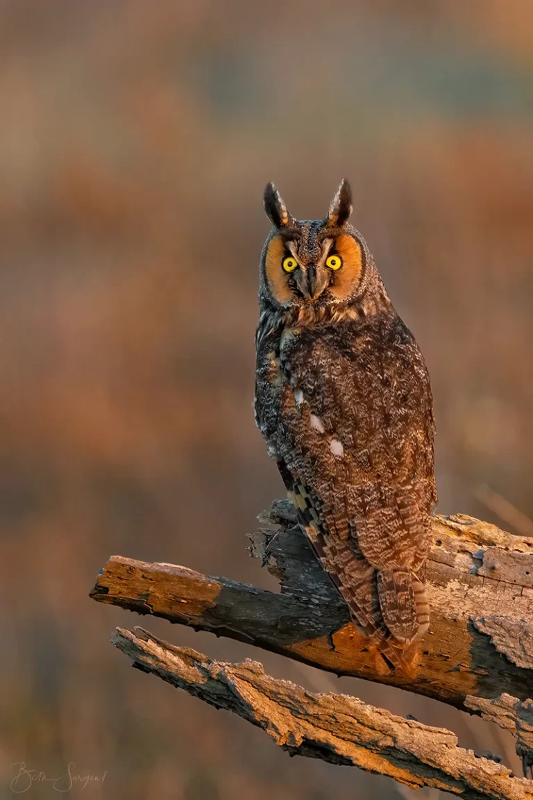 Long Eared Owl By Beth Sargent