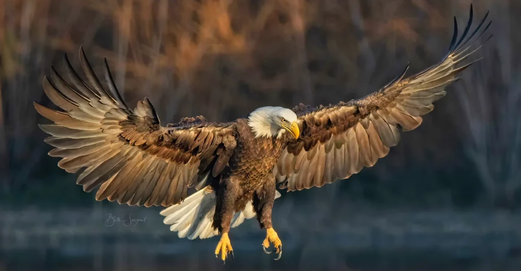 Powerful Eagle By Beth Sargent